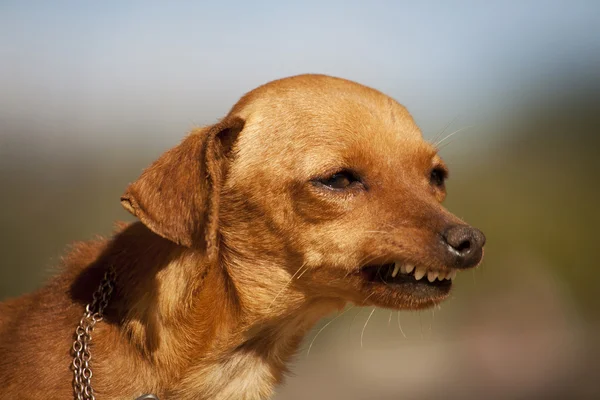 Garip bir gülümseme ile köpek — Stok fotoğraf