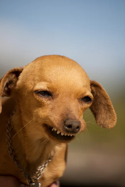 Garip bir gülümseme ile köpek — Stok fotoğraf