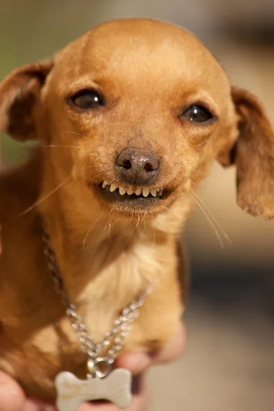 Cão com sorriso estranho — Fotografia de Stock