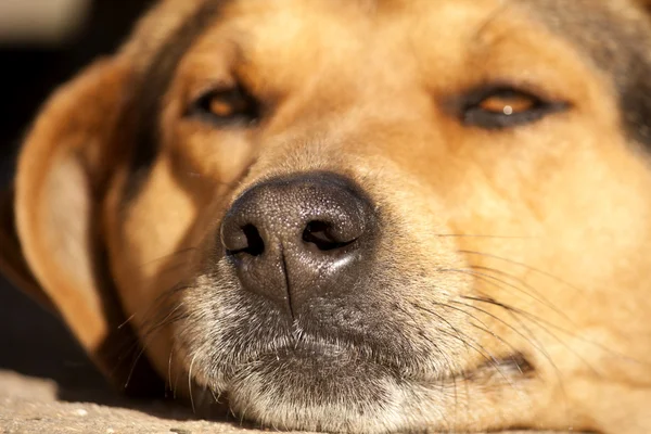 怠惰な犬 — ストック写真