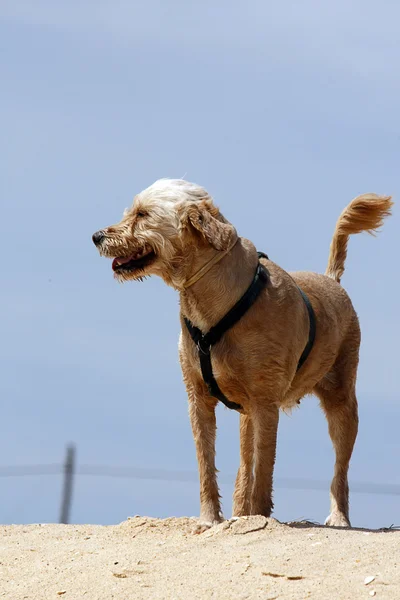 Hond op strand — Stockfoto