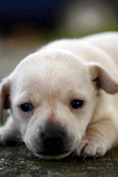 Small puppy — Stock Photo, Image