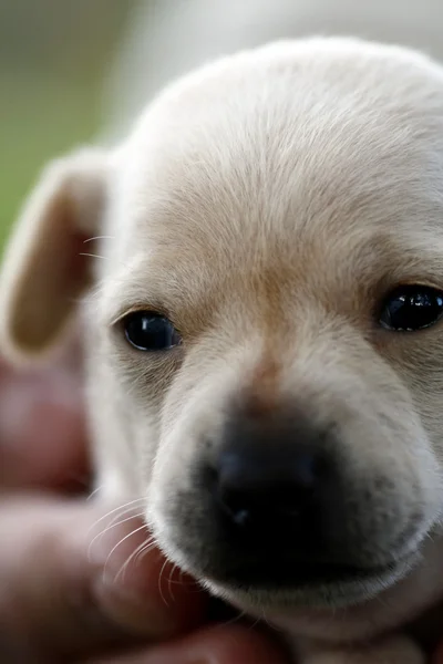 Newborn dog — Stock Photo, Image