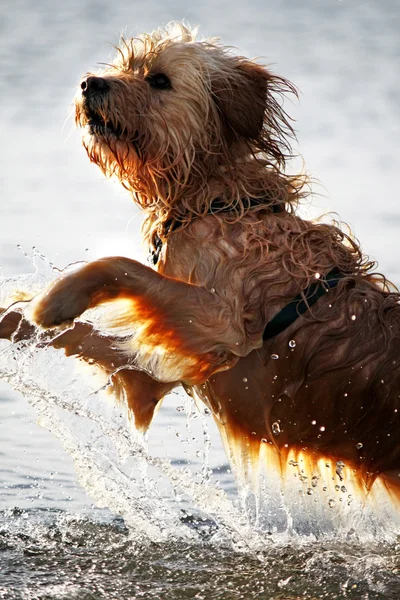 Perro mojado — Foto de Stock