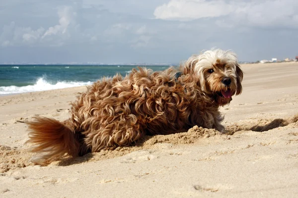 Anjing di pantai — Stok Foto