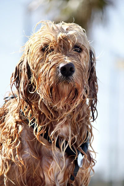 Perro mojado —  Fotos de Stock