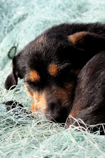 Cão dormindo — Fotografia de Stock