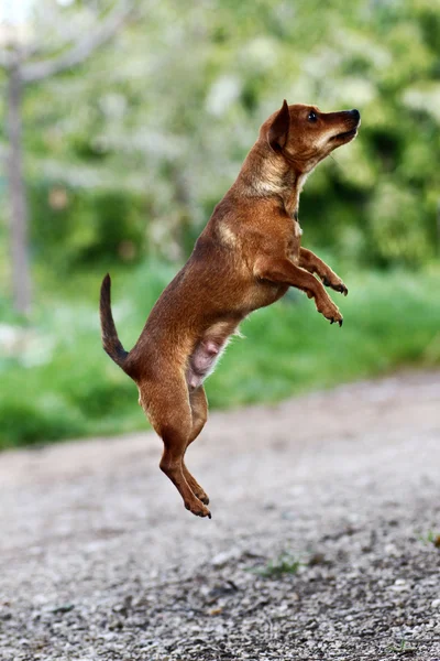 Jump in the air — Stock Photo, Image