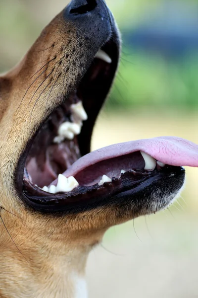 Открытый рот собаки — стоковое фото