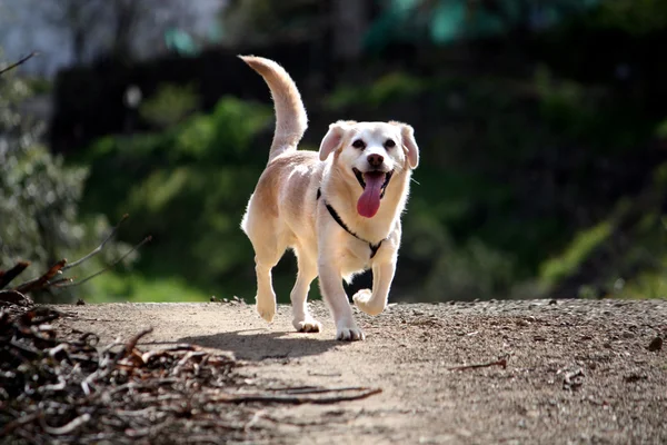 Домашняя собака на природе — стоковое фото