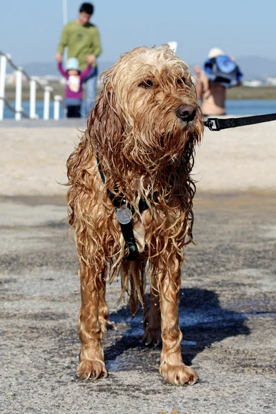 Cão doméstico molhado — Fotografia de Stock