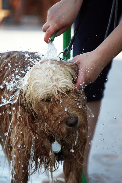 Köpeğe banyo — Stok fotoğraf