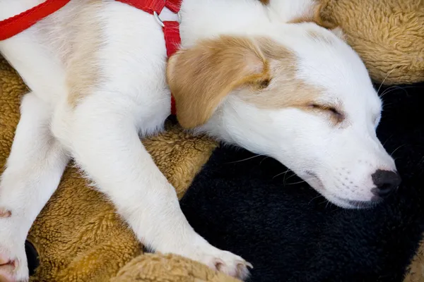 Домашняя собака спит — стоковое фото