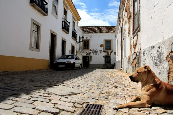 stock image Dog on street