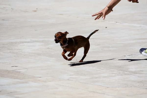 Pequeño perro corriendo — Foto de Stock