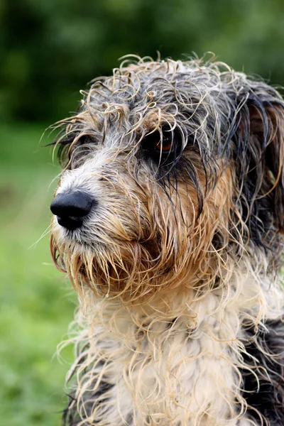 Head wet — Stock Photo, Image