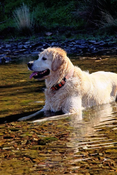 Cão no rio — Fotografia de Stock