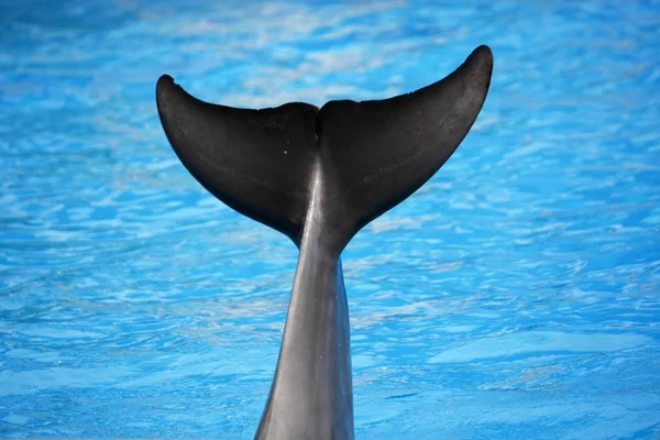Dolfijn staart — Stockfoto
