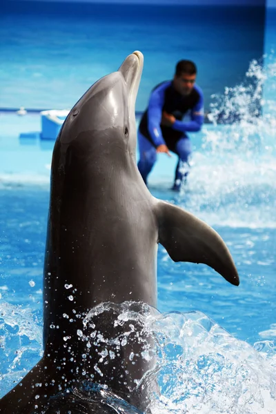 Dolphin dance — Stock Photo, Image