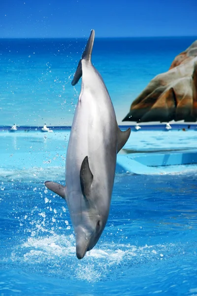 Saut de dauphin — Photo