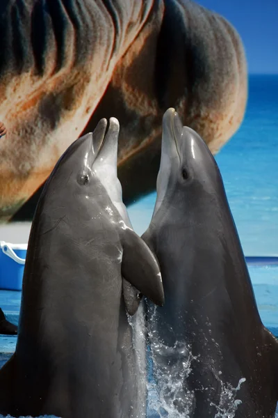 Dolphin's dance — Stock fotografie