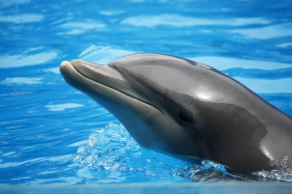 Hlava delfína — Stock fotografie