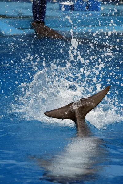 Дельфін, хвіст — стокове фото