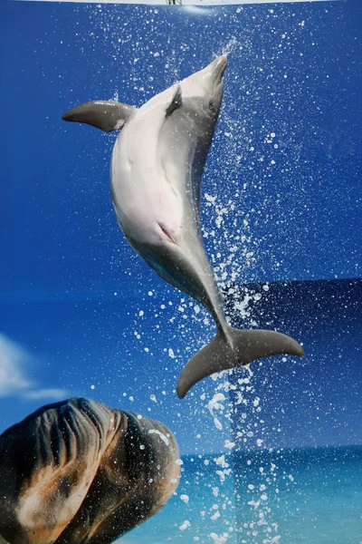Dolfijn-stap-springen — Stockfoto