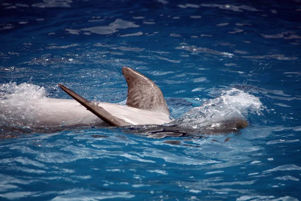 Delfinbauchschwimmen — Stockfoto