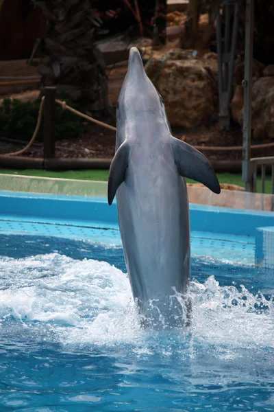 Dolphin's dance — Stock Photo, Image