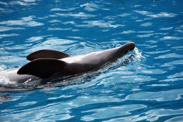 Dolfijn buik zwemmen — Stockfoto