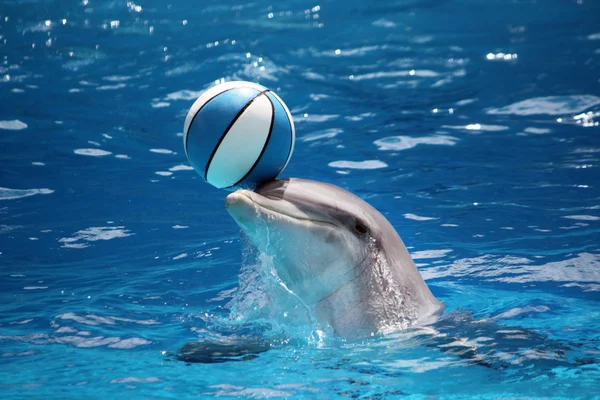 Delfín s míčem — Stock fotografie