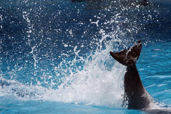Tail of dolphin making splash — Stock Photo, Image