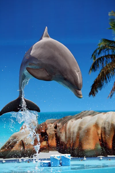 Delfín skákající z vody — Stock fotografie