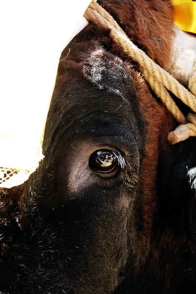 Ögat detalj av tjur — Stockfoto