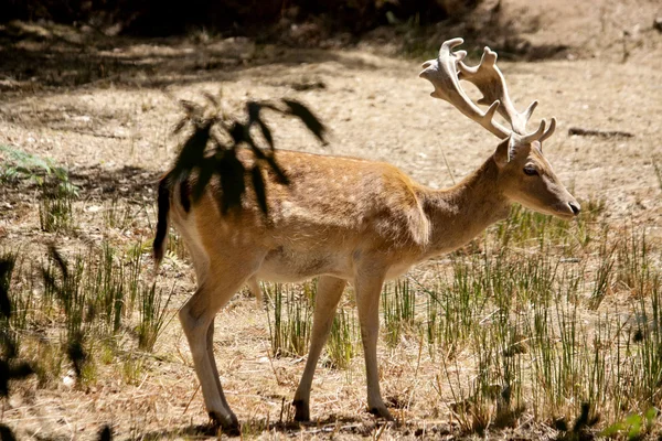 Cervus Dama deer — Stock Photo, Image
