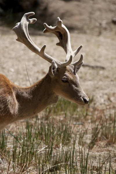 Cervus Dama deer — Stockfoto