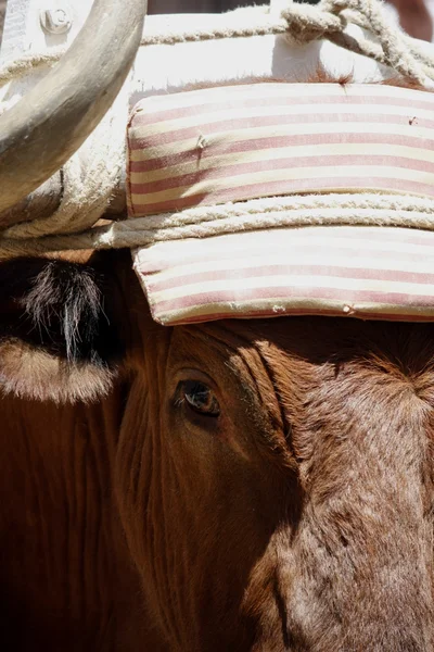 stock image Head of bull