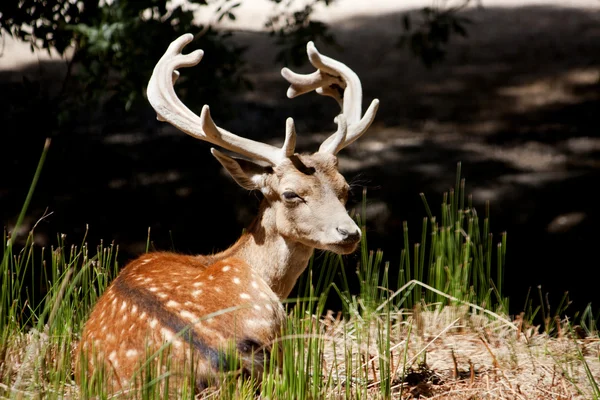 Cervus Dama deer — Stockfoto