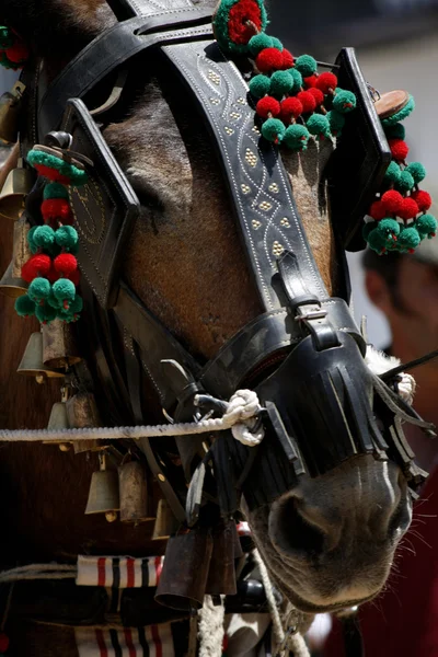 stock image Detail of horse head