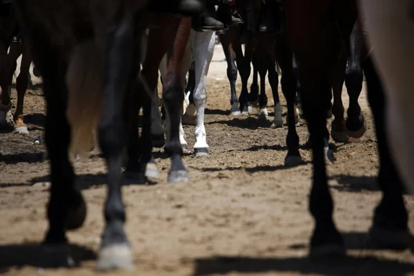 stock image Legs of horses