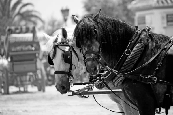 Stock image Two horses