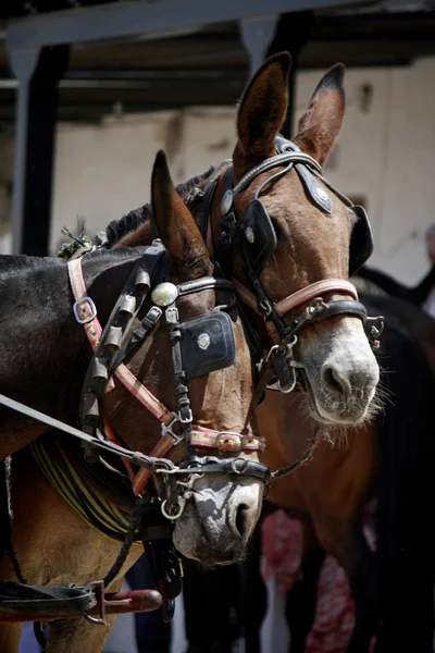 stock image Two horses playing