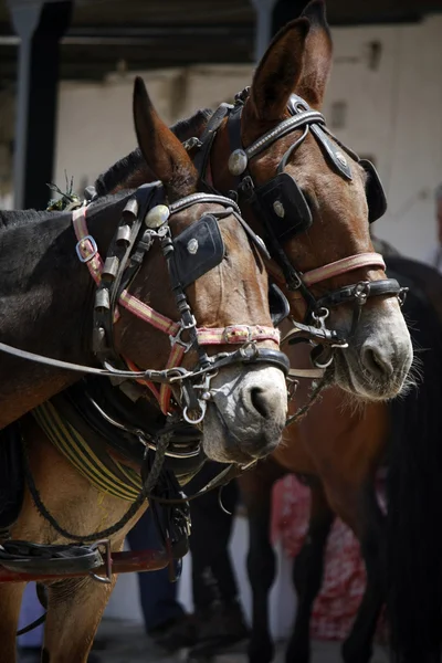 stock image Two horses playing