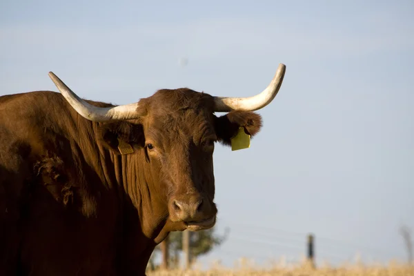 茶色の牛 — ストック写真