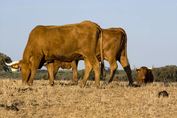 Vacas na relva seca — Fotografia de Stock