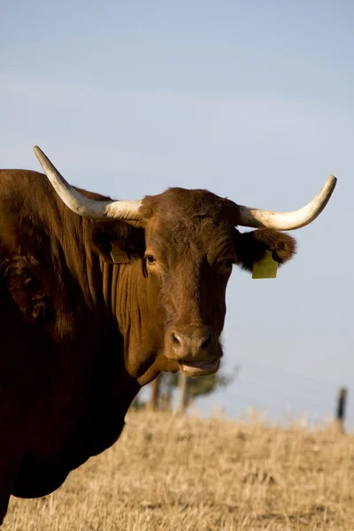 Vaca marrón — Foto de Stock
