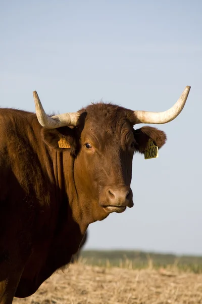 Vaca marrón — Foto de Stock