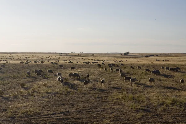 stock image Herd of sheep