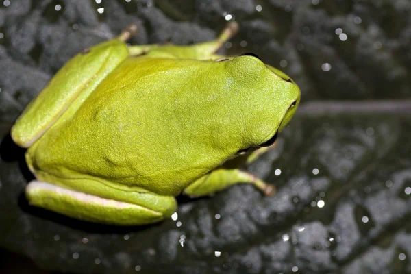 欧洲树蛙 — 图库照片